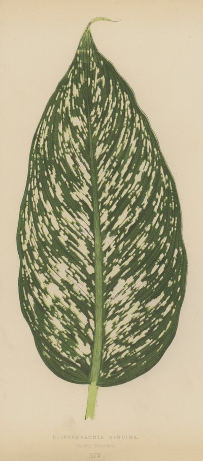 Dieffenbachia Seguina, sort Maculata af English School